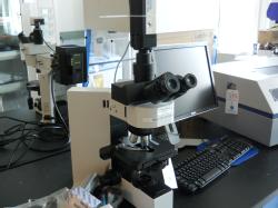 BLot256a